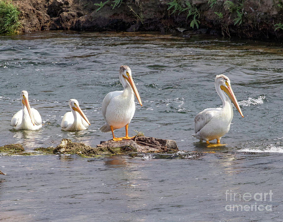 Pelican Lineup  Photograph by Shirley Dutchkowski