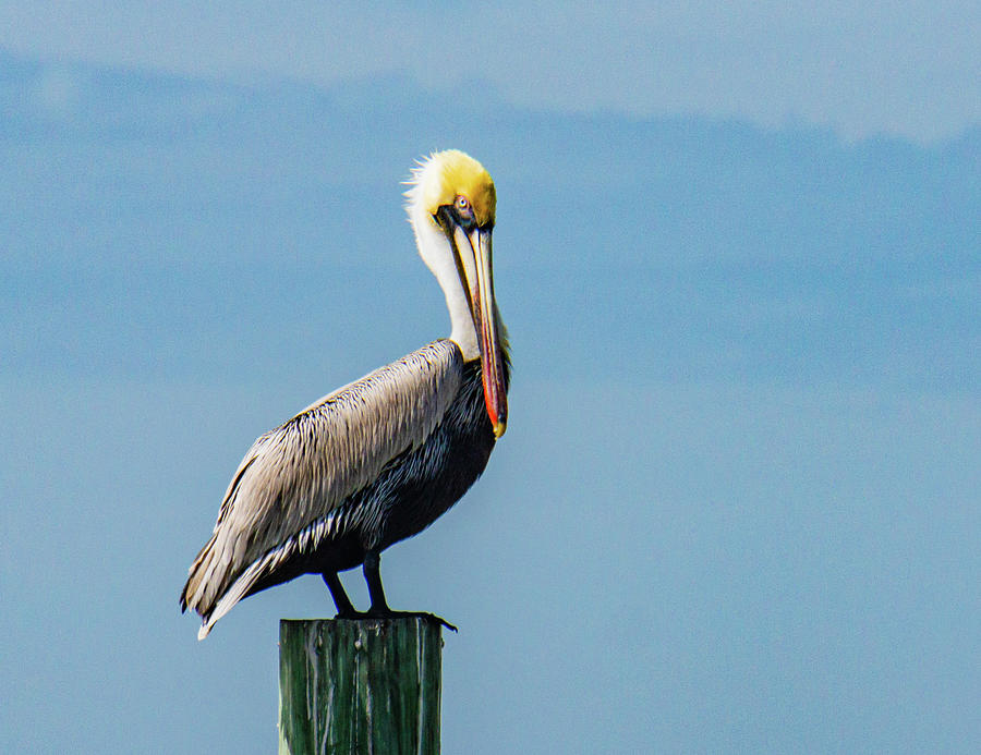 Pelican looking down his beak  at us  Photograph by Ann Moore
