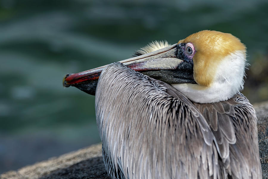 Pelican Looks to Sea Photograph by Bradford Martin