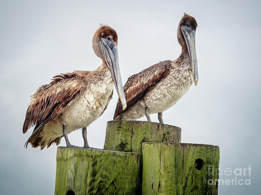 Pelican Love Photograph by Scott and Dixie Wiley