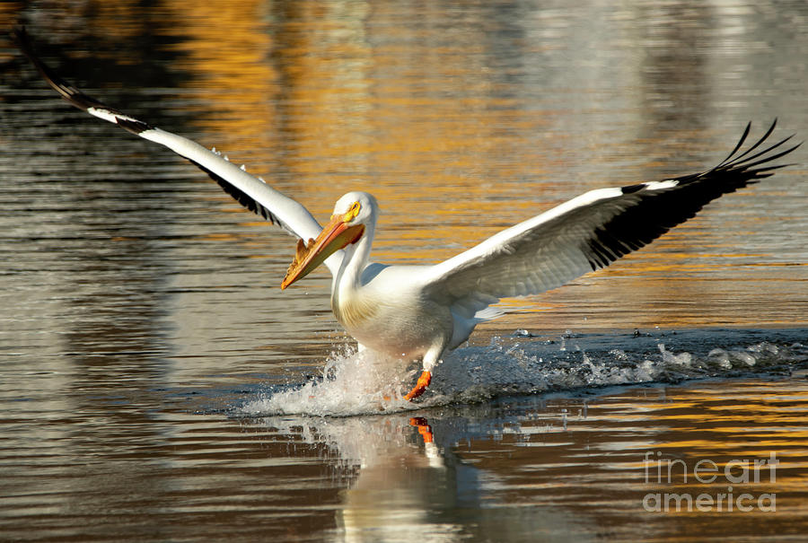 Pelican Making a Splash Photograph by Sandra Js