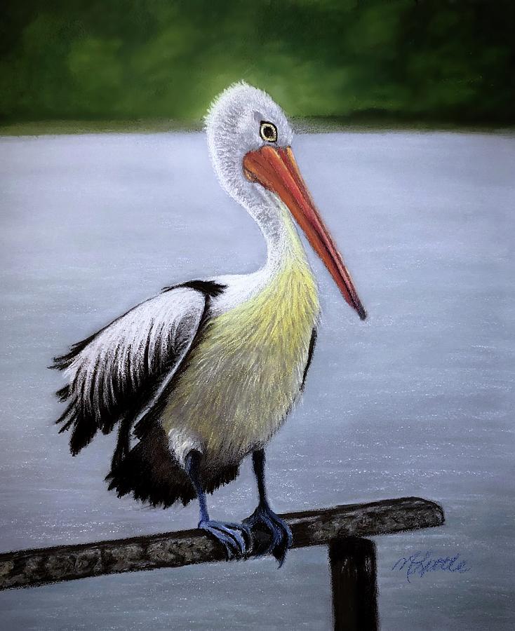 Pelican Drawing by Marlene Little