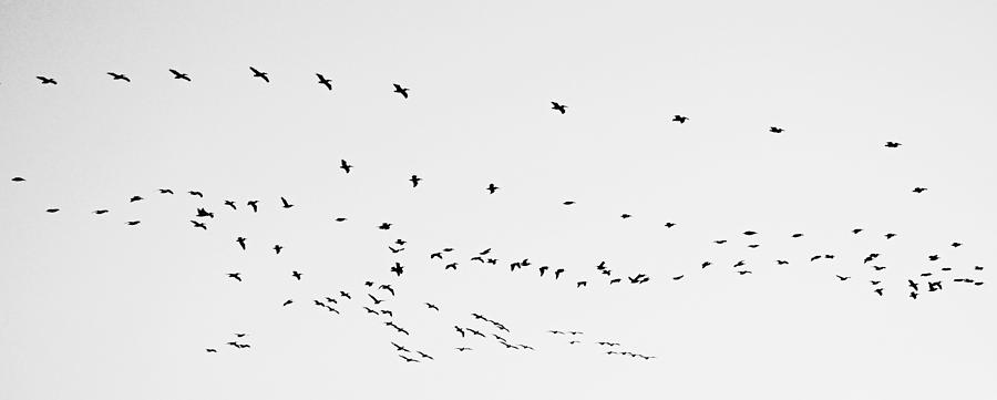 Pelican Migration in Black and White Panorama Photograph by Gaby Ethington