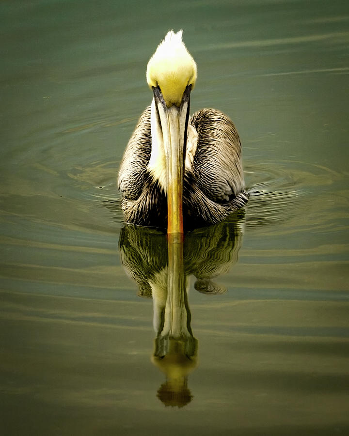 Pelican Mirrored Photograph by Norma Brandsberg