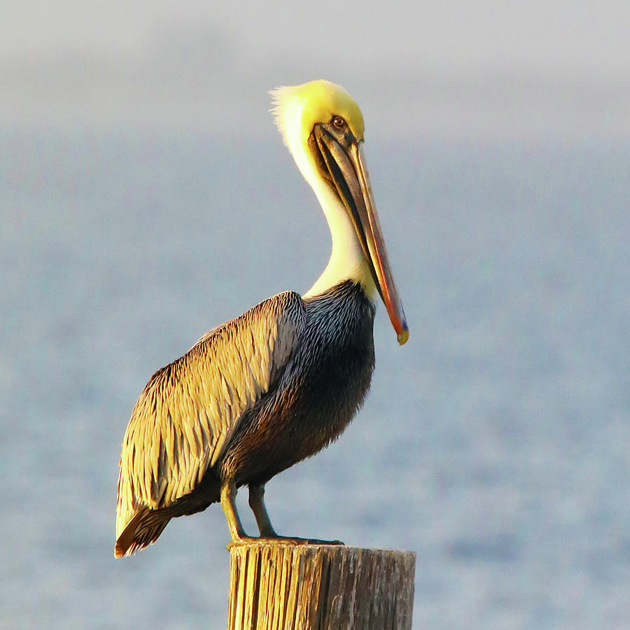 Pelican Photograph by Mitch Cat