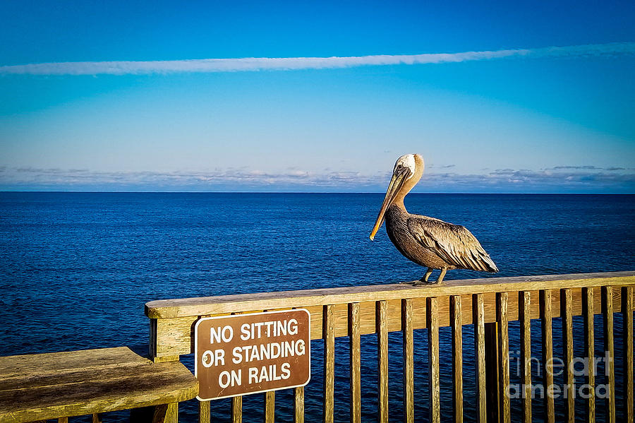 Pelican, No Sitting or Standing on Rails Photograph by Beachtown Views