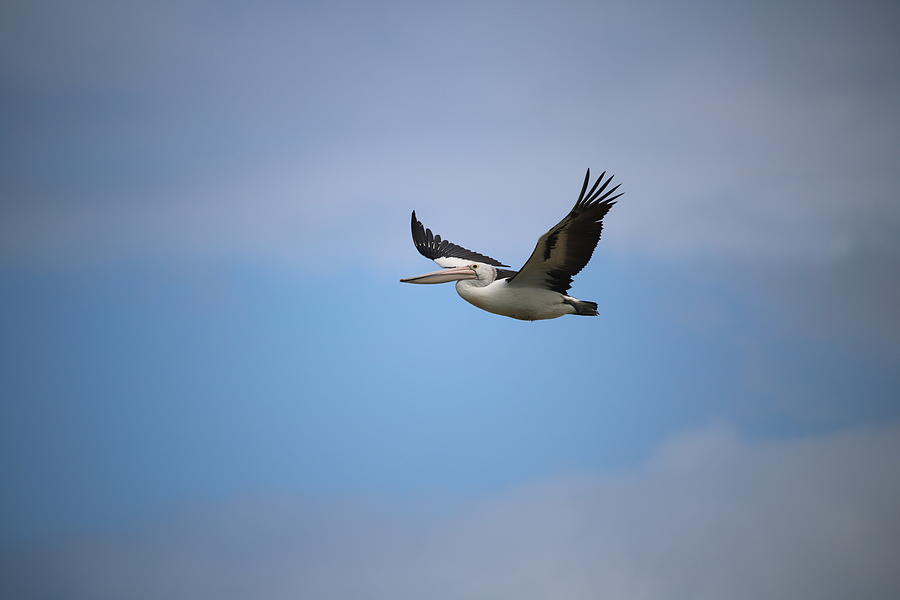 Pelican on a Blue Sky Photograph by Michaela Perryman - Pixels