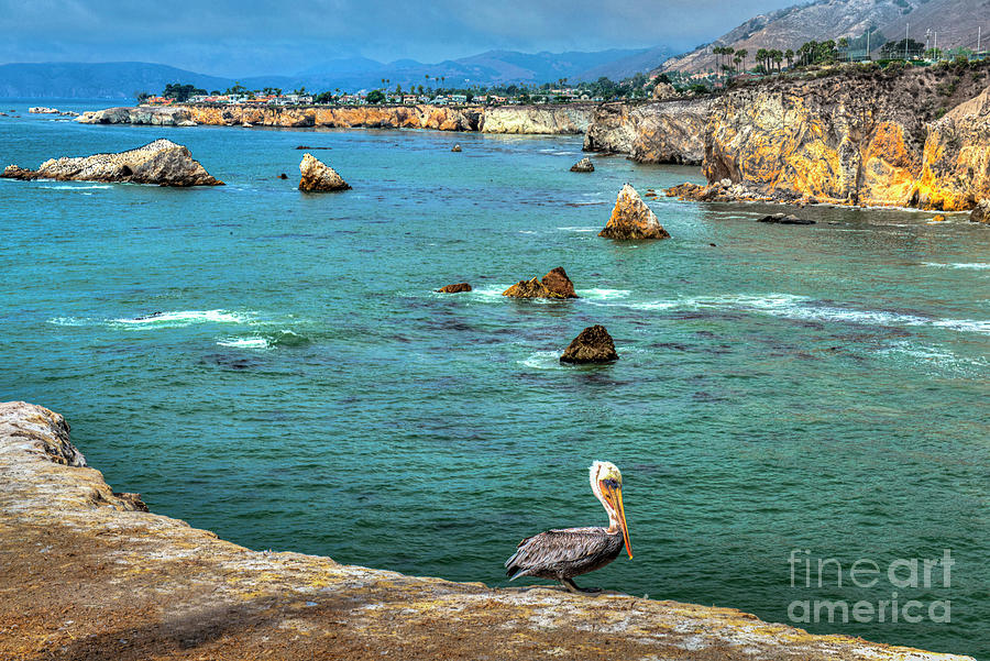 Pelican On A Cliff Photograph