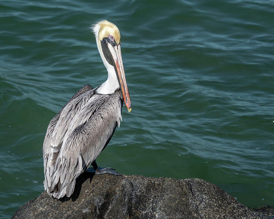 Pelican on a Jetty Rock  Photograph by Bradford Martin