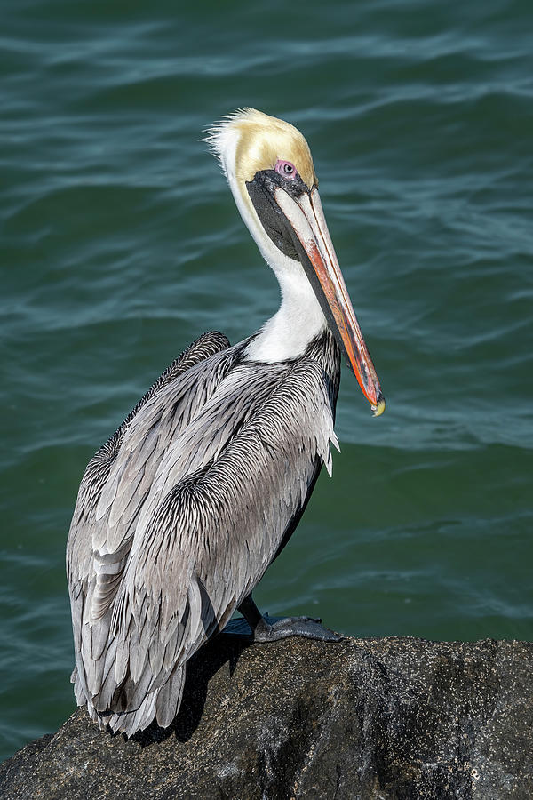 Pelican on a Jetty Rock-Vertical Photograph by Bradford Martin