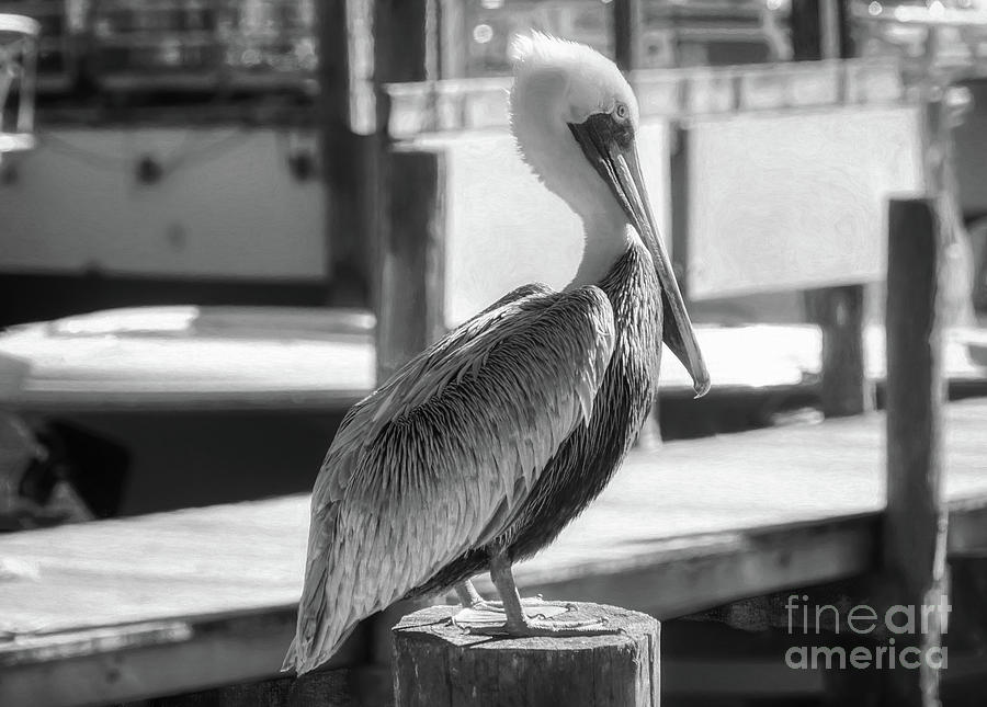 Pelican On A Pole Black and White Photograph by Mel Steinhauer