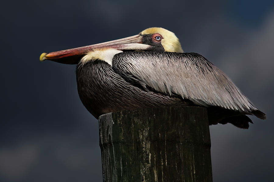 Pelican on a Pole Photograph by Larry Marshall
