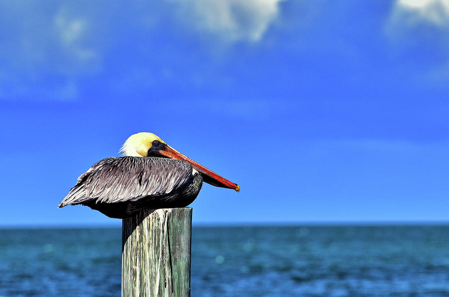Pelican On A Post Photograph