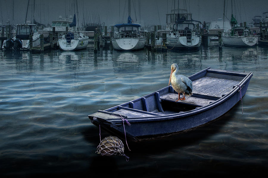 Pelican on a Small Boat in a Coastal Harbor Photograph by Randall Nyhof