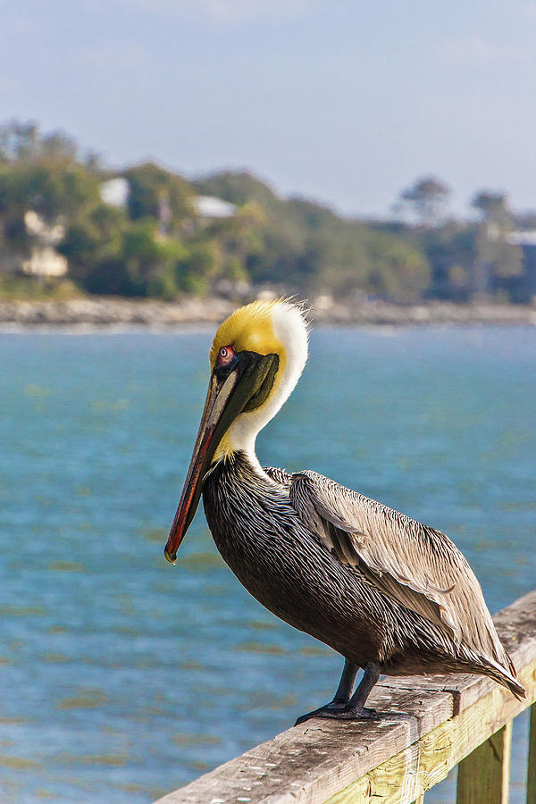 Pelican on an Old Wood Pier Photograph by Darryl Brooks