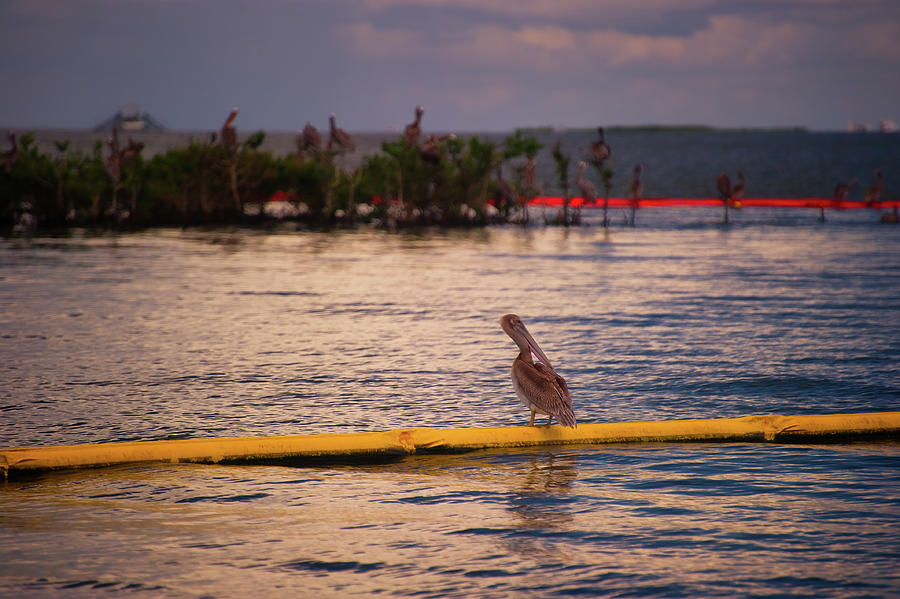 Pelican on oil boom Photograph by Doug Wittrock