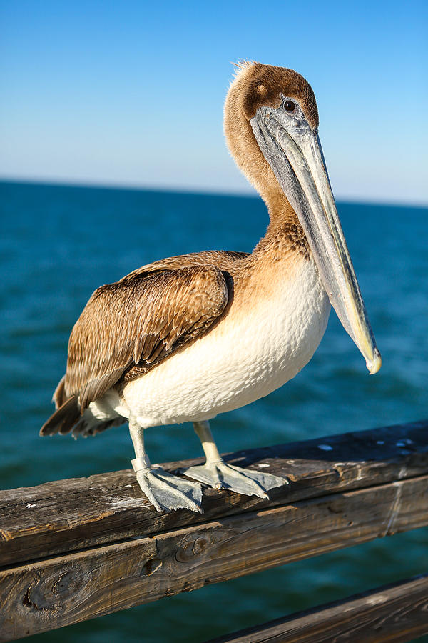 Pelican On Pier Photograph by Jena Ardell