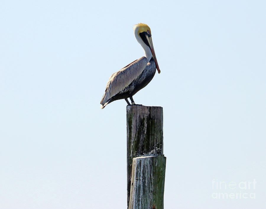 Pelican on Pier Post 3157 Photograph by Jack Schultz