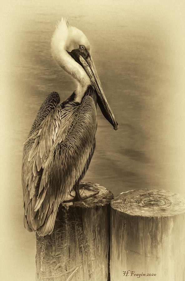 Pelican on Post 2 Photograph by Harriet Feagin