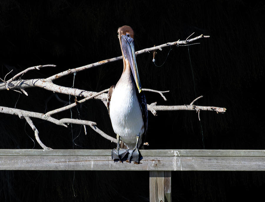 Pelican on Railing Photograph by Norma Brandsberg