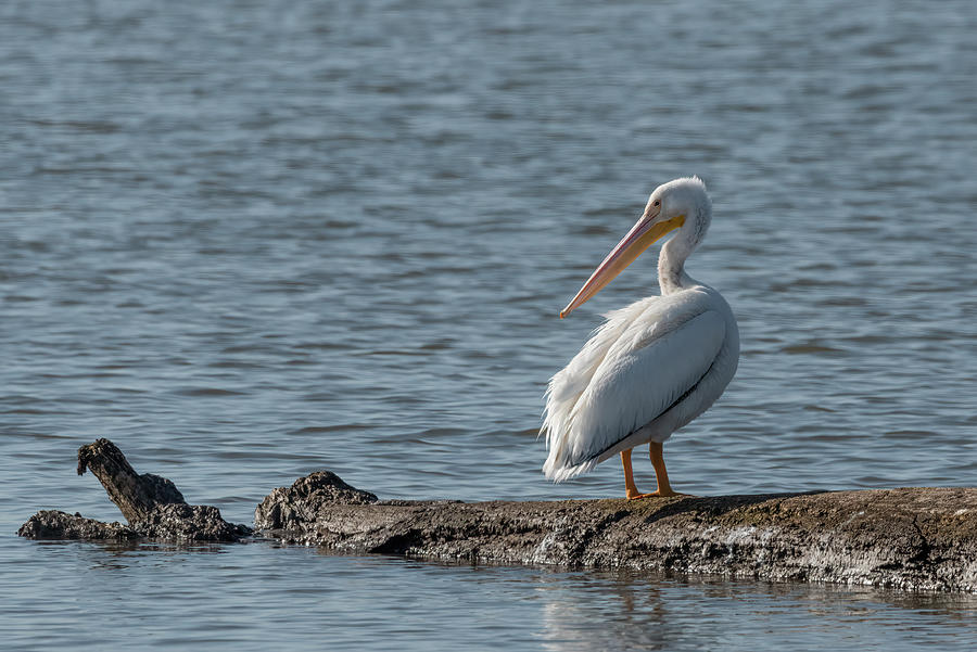 Pelican on the Arkansas River Photograph by James Barber