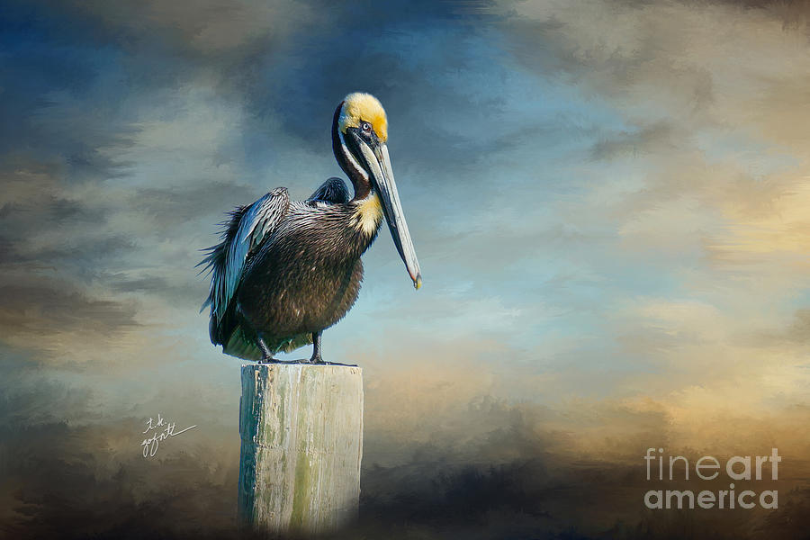 Pelican on the Perch Photograph by TK Goforth