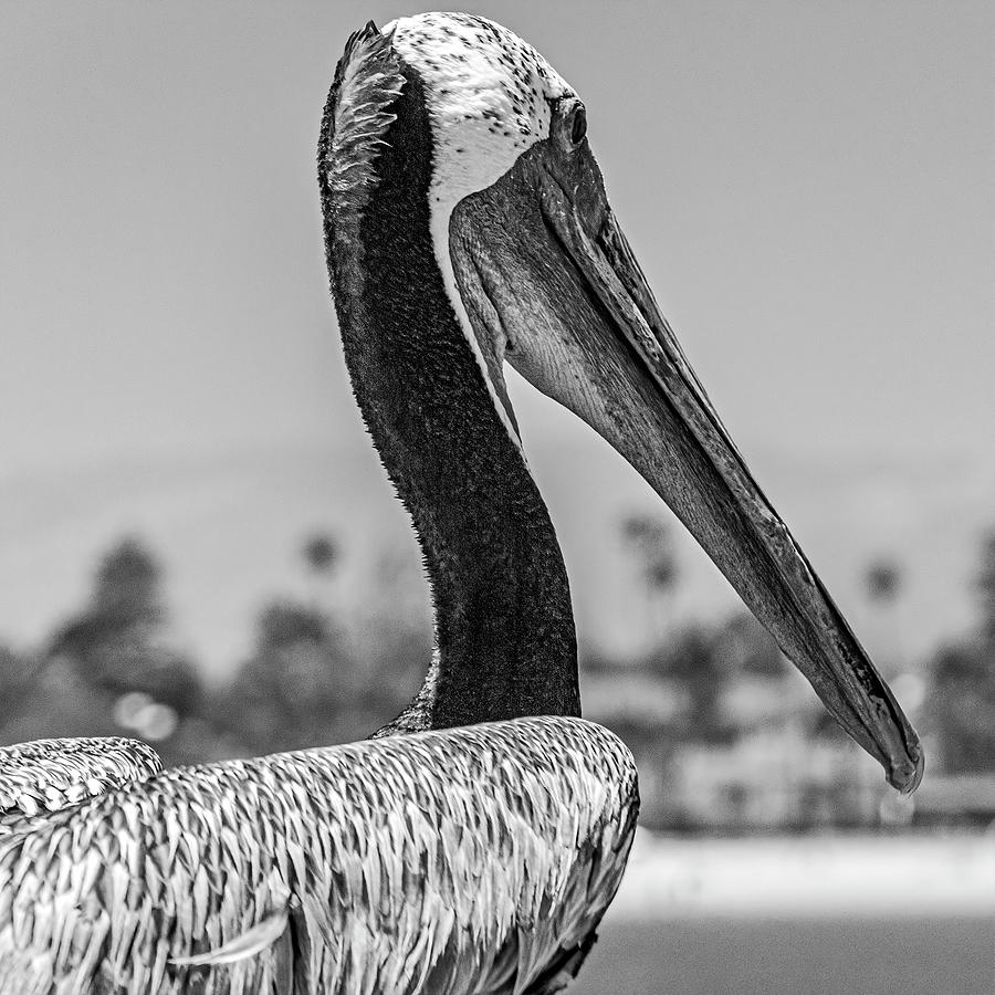 Pelican On The Pier-003-M Photograph by David Allen Pierson | Pixels