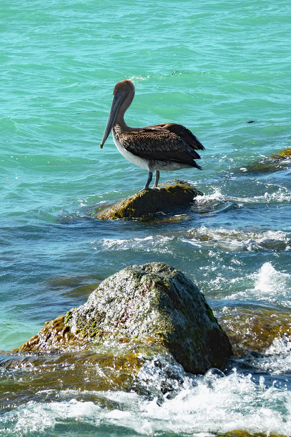 Pelican on the Stone Photograph by Sharon Williams Eng