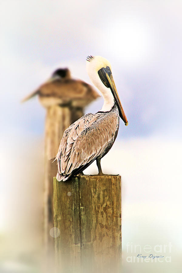 Pelican On The Watch Photograph
