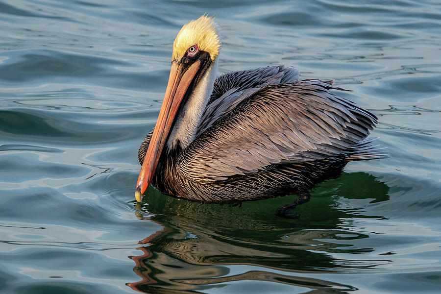 Pelican on the Water Photograph by Bradford Martin