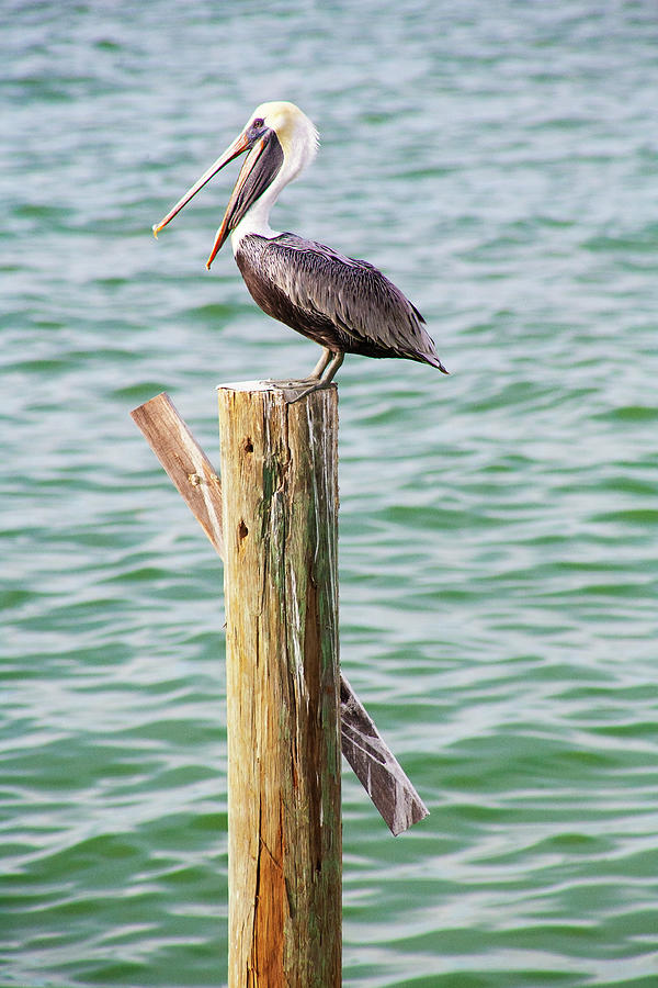 Pelican On Wood Pole Mouth Open Photograph by Marilyn Hunt