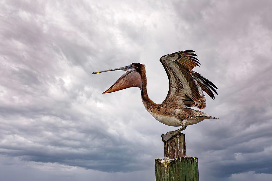 Nature Photograph - Pelican or Rooster by Steve Rich