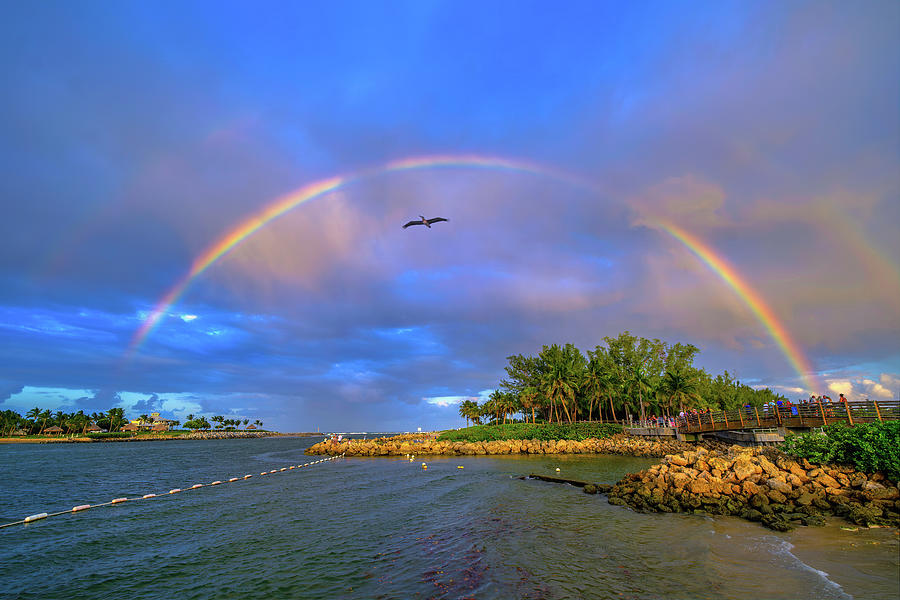 Pelican Over Dubois Park Rainbow Jupiter Florida Photograph by Kim Seng