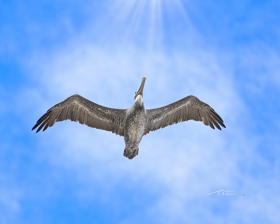 Pelican Over Morro Bay Photograph by T A Davies - Fine Art America