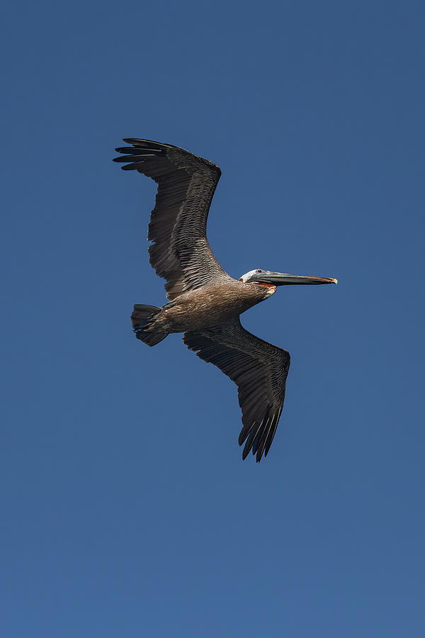 Pelican Overhead Photograph by John Haldane