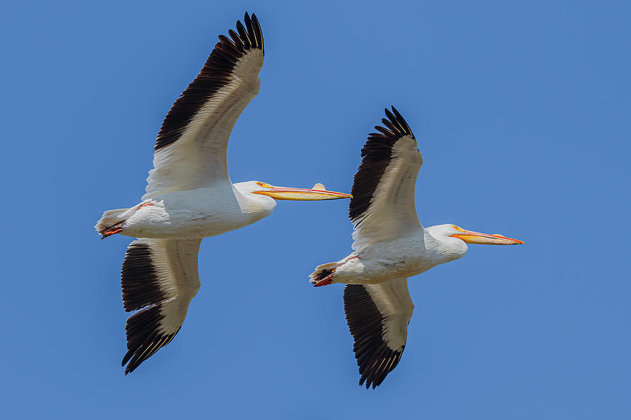 Pelican Pair Flying Photograph by Morris Finkelstein