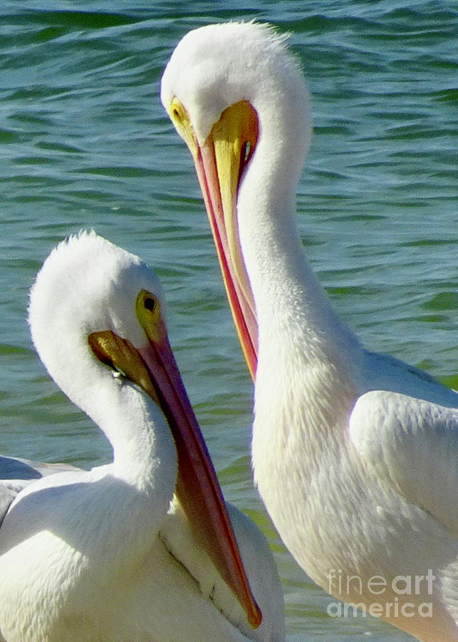 Pelican Pair Photograph by Linda Brittain