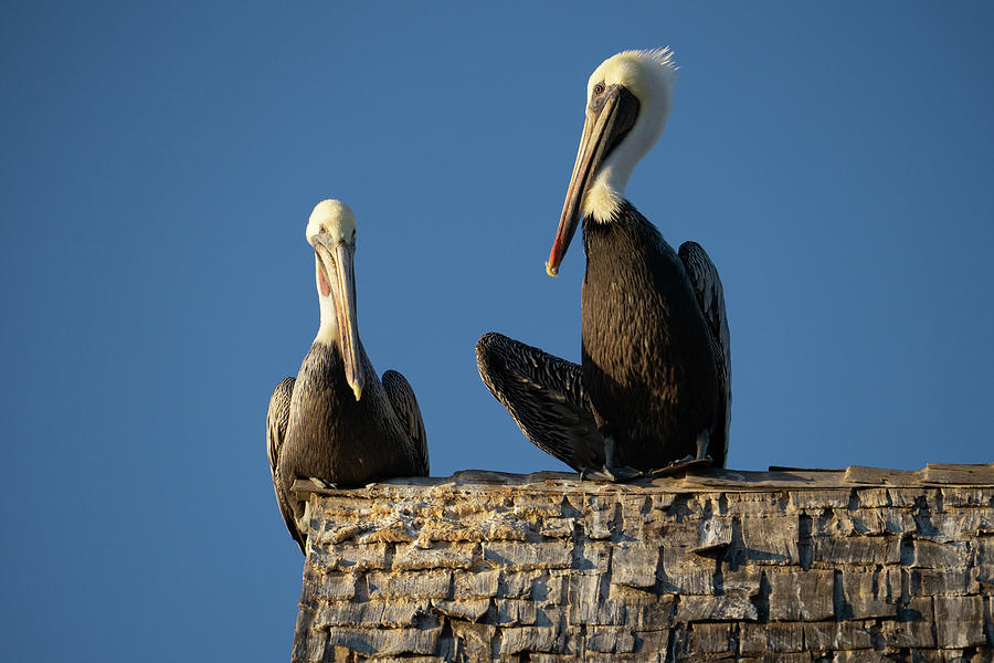 Pelican Pair Photograph by Tina Horne