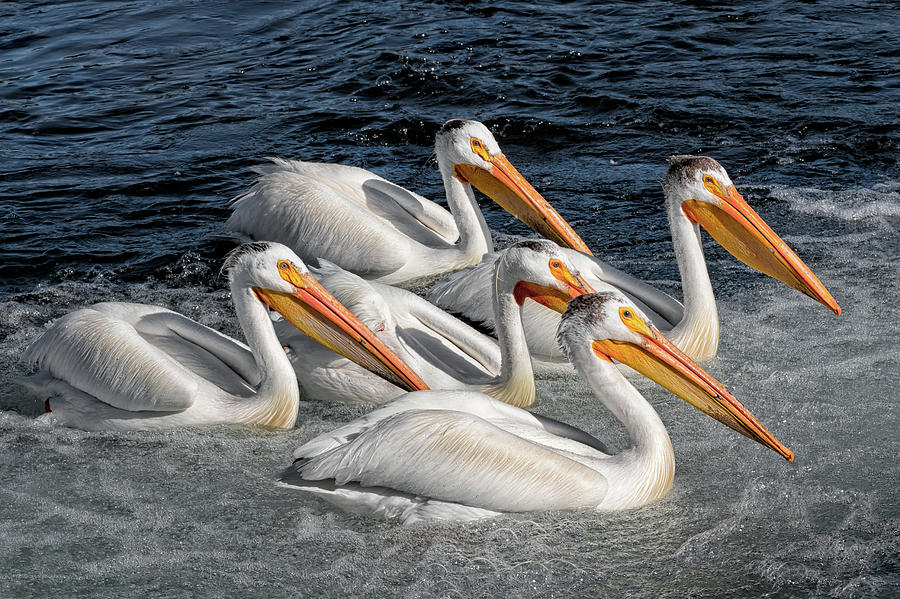 Pelican Parade Photograph