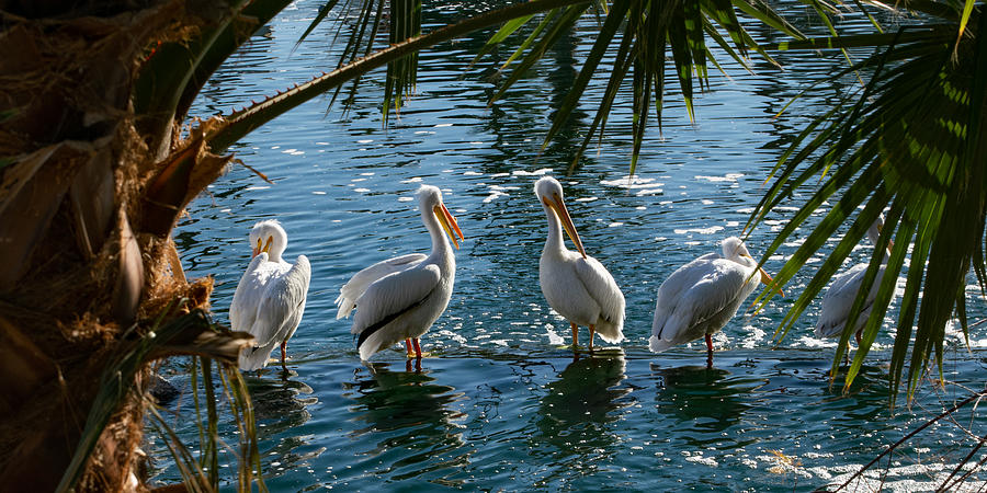 Pelican Party Photograph by Bonny Puckett