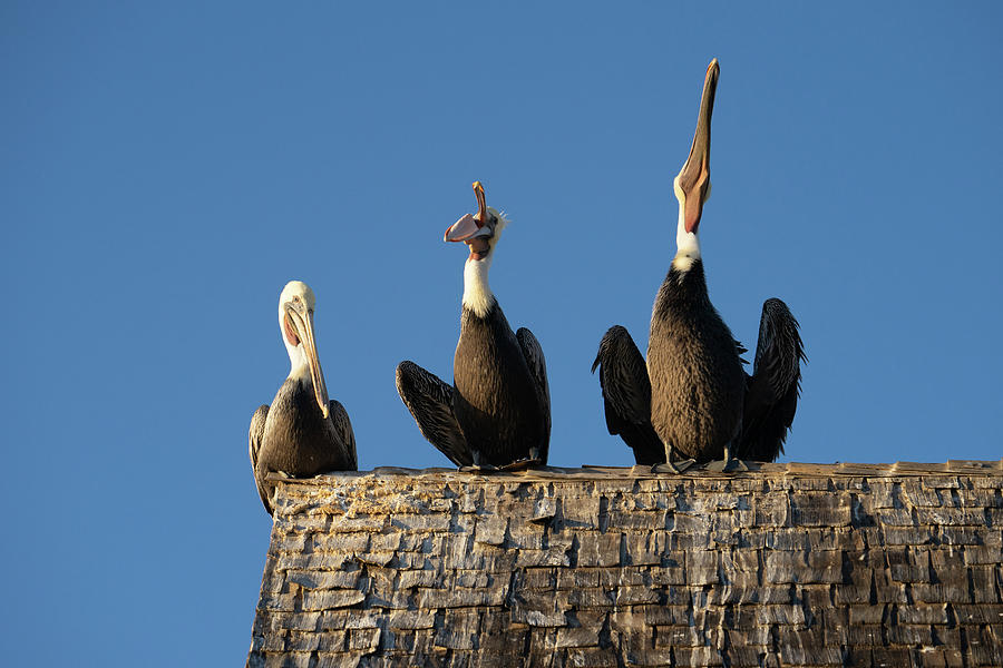 Pelican Party Photograph by Tina Horne