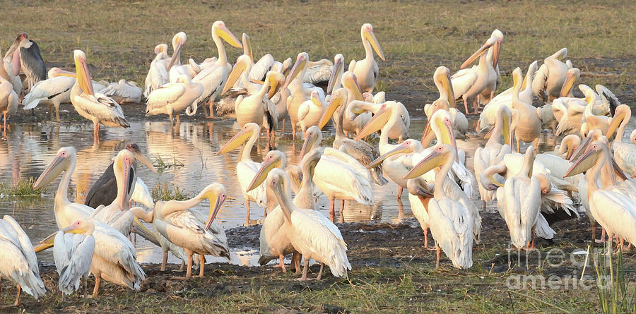 Pelican Party Photograph by Tom Wurl