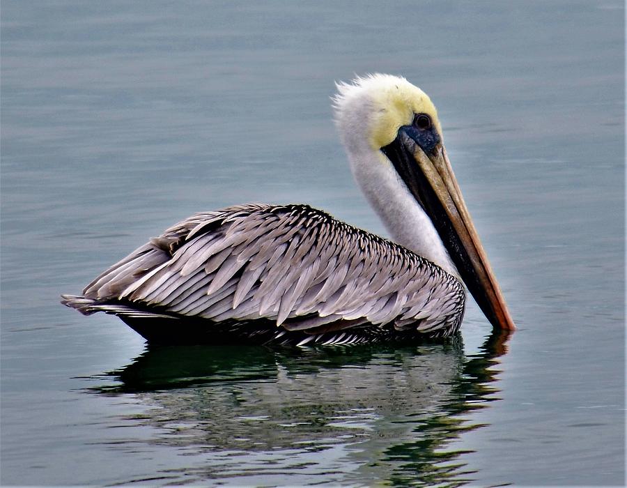 Pelican Photograph by Patrick Parker - Fine Art America