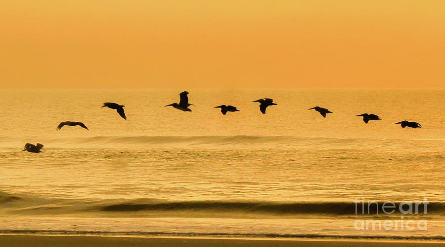 Pelican Patrol Photograph by Scott Moore
