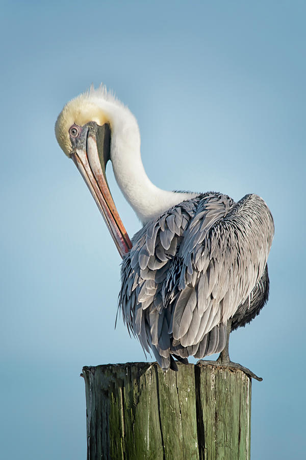 Pelican Perch #154 Photograph by Susan Yerry