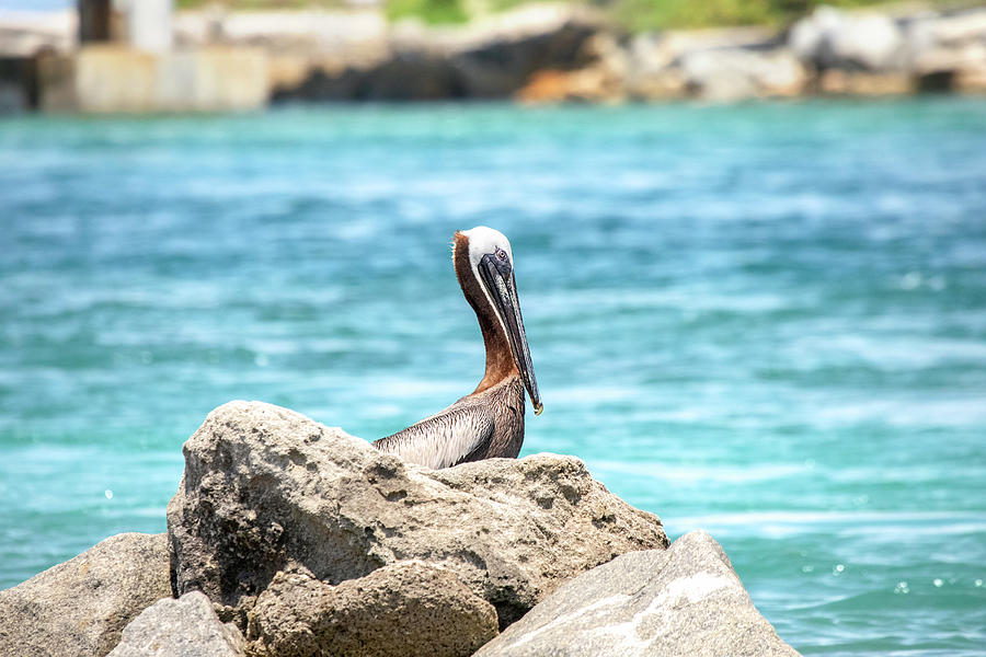 Pelican Rocks Photograph by Christina Carlson