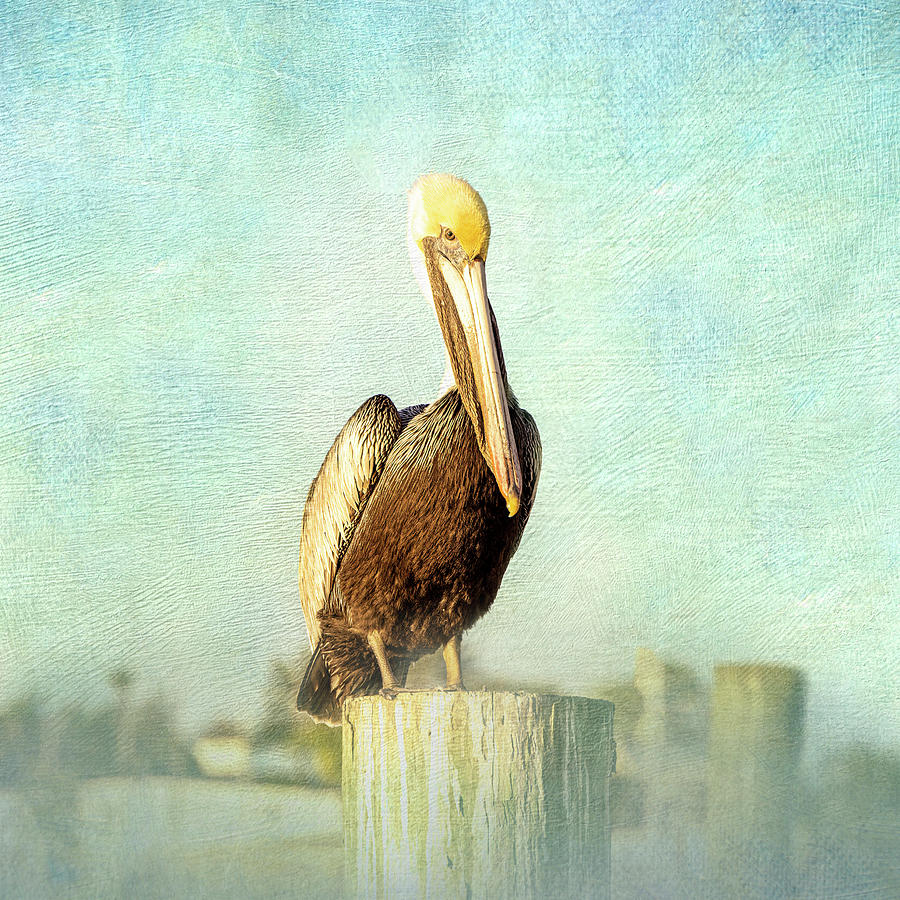 Pelican Perch with Textures - Square Mixed Media by Patti Deters