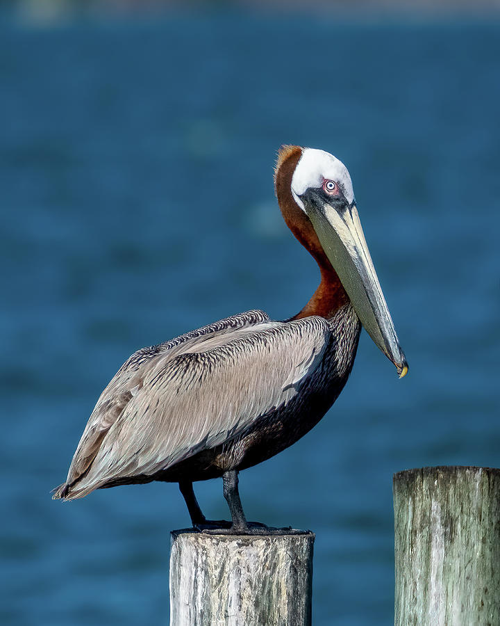 Pelican Perching Photograph