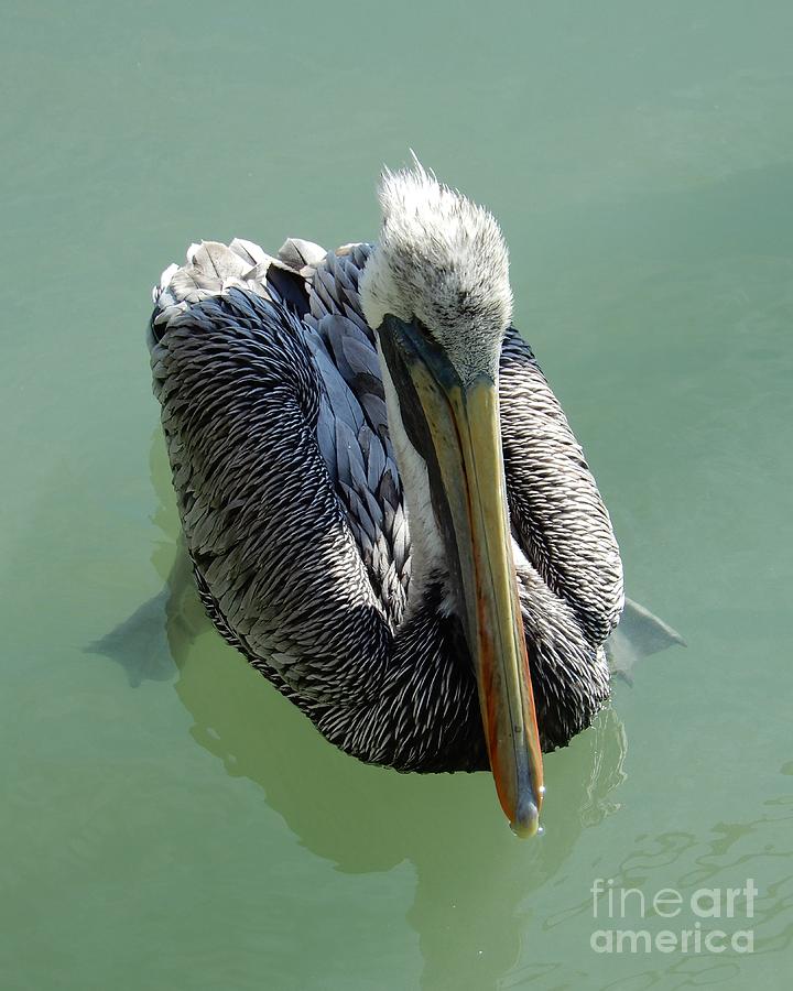 Pelican Perspective Photograph by Carol Groenen