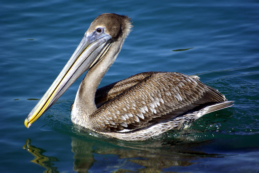 Pelican Pete - Florida Photograph by Kenneth Lane Smith